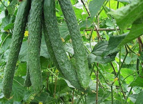 有为吃瓜,揭秘娱乐圈幕后故事