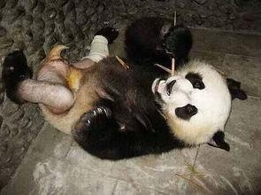 熊猫打架吃瓜熊