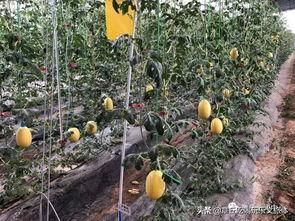 章丘和谐吃瓜,一场别开生面的夏日盛宴