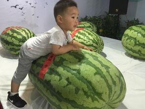 初中吃瓜事件,揭秘校园八卦背后的真相