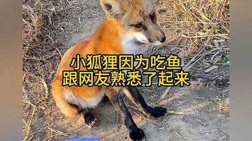 小狐吃瓜,揭秘娱乐圈那些不为人知的幕后故事