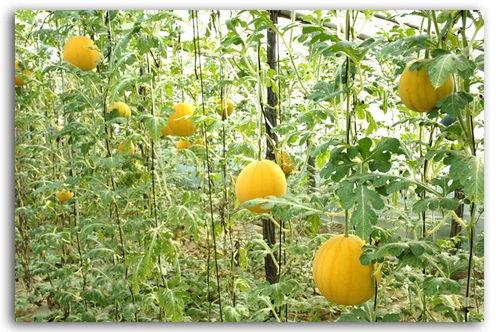 台头吃瓜,揭秘娱乐圈背后的那些事儿