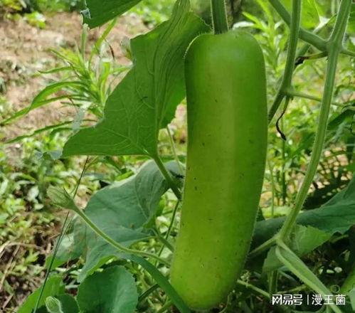 梦到摘瓠子瓜吃,揭秘摘瓠子瓜吃的神秘寓意