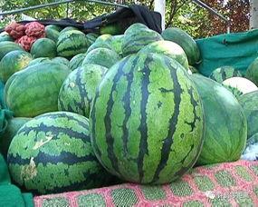 浇瓜怎样吃,探索多样美味吃法