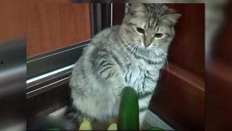 吃瓜小猫劝架视频播放,网络视频引发热议