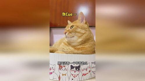 吃瓜猫素材,揭秘娱乐圈的幕后故事