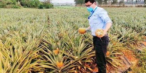 海南肖峰吃瓜,一场热带风情的美食之旅