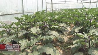 花泽在线吃瓜,揭秘娱乐圈幕后风云