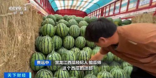 妈屿岛吃瓜,瓜果飘香，品味海岛田园生活