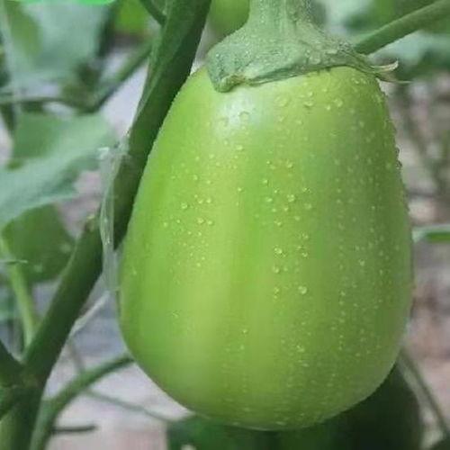 东方青苍吃瓜,瓜田里的神秘食客