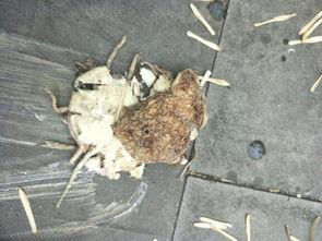 吃蜜瓜舌头刺刺,舌尖上的刺刺体验揭秘