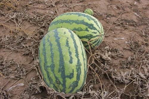 吃瓜小谢,揭秘娱乐圈那些不为人知的幕后故事