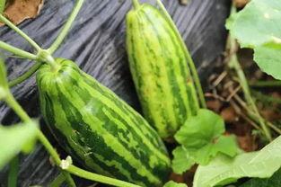 在哪里可吃瓜好,畅享夏日清凉时光