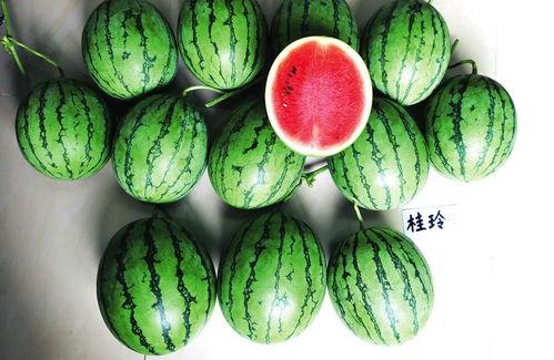 南宁奥园吃瓜,一场别开生面的“吃瓜”盛宴