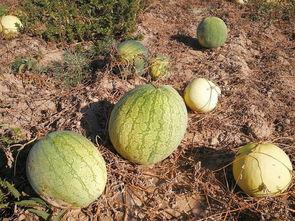 摔着吃的瓜,摔着吃的瓜的独特魅力