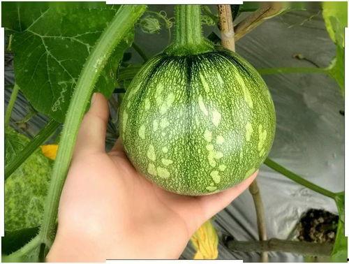 小陆陆吃瓜,揭秘娱乐圈那些不为人知的幕后故事