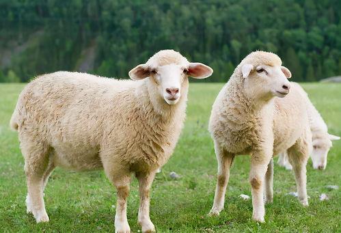 小肥羊不是羊吃瓜,揭秘美食背后的趣味故事