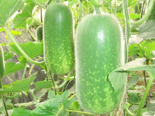 减肥可以吃网纹瓜么,减肥期间的理想低卡美食选择