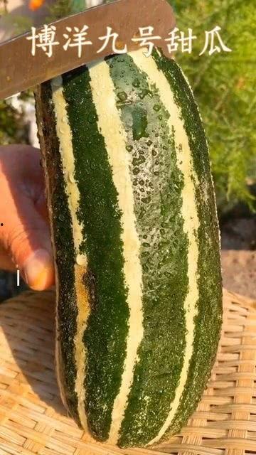 瓜没熟吃生瓜怎么样,探索未熟瓜果的独特风味