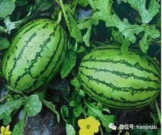 八月吃一瓜是啥瓜,揭秘八月吃瓜的神秘瓜种