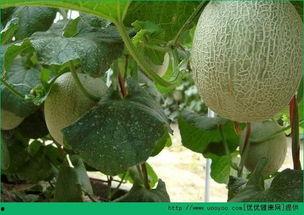 吃哈密瓜能变大吗,揭秘吃哈密瓜真的能变大吗？