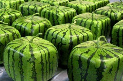 哪里可以看吃瓜合集,揭秘娱乐圈幕后故事