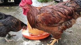 小鸡仔吃瓜,小鸡仔的夏日瓜趣之旅