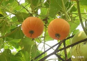 吃瓜全果网站,带你领略网络娱乐新风尚