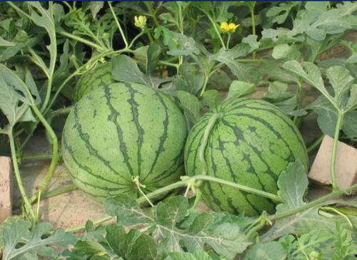 介休今年吃瓜事件视频,一场网络热议背后的真相揭秘