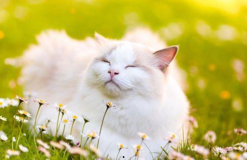 吃瓜猫猫贴纸磁吸