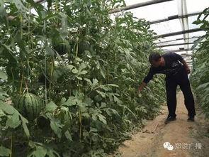 郑州跳楼吃瓜